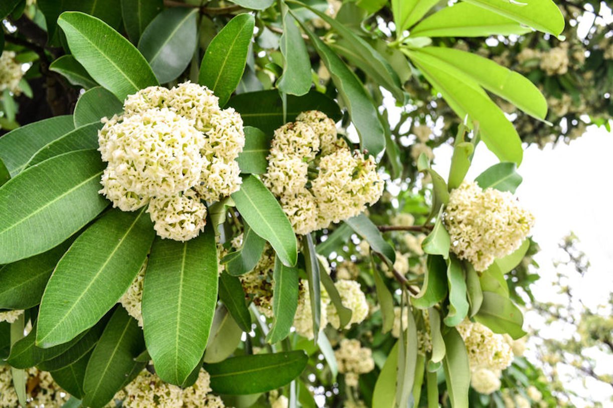 Alstonia Scholaris Ditabark Seeds