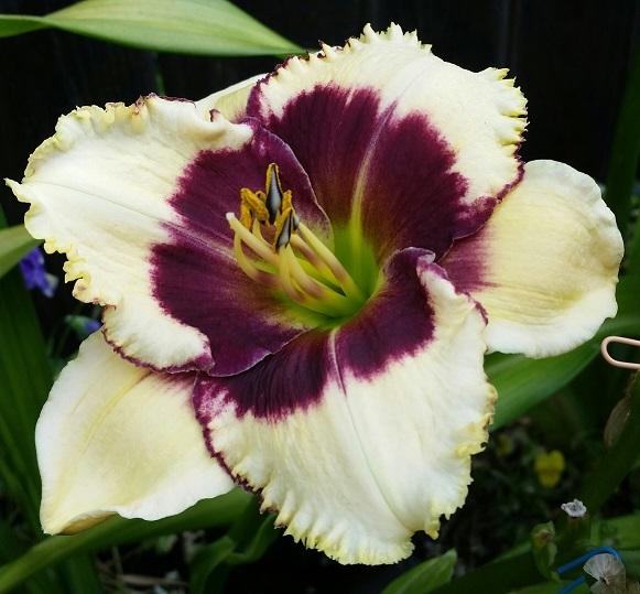 Blackthorne Reblooming Daylily