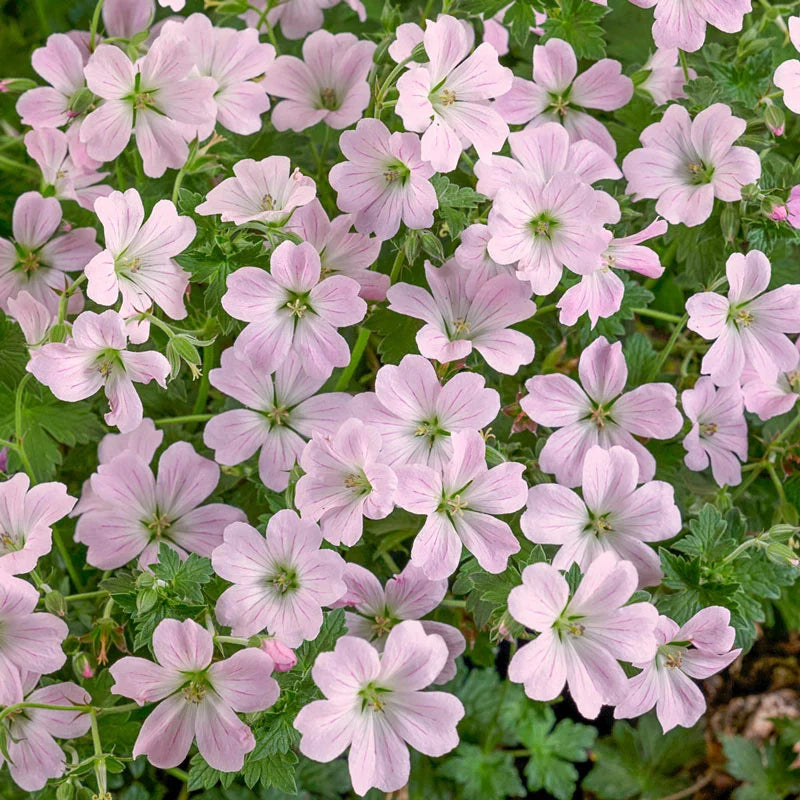 Everblooming Hardy Geranium Collection