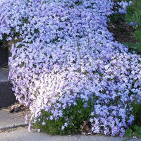 Blue Emerald Carpet Phlox