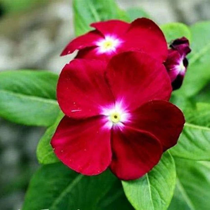 Nana Rose Flower Seeds