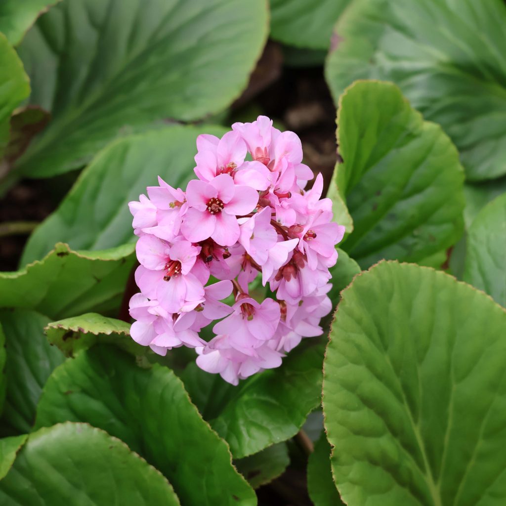 Bergenia- Heartleaf Bergenia