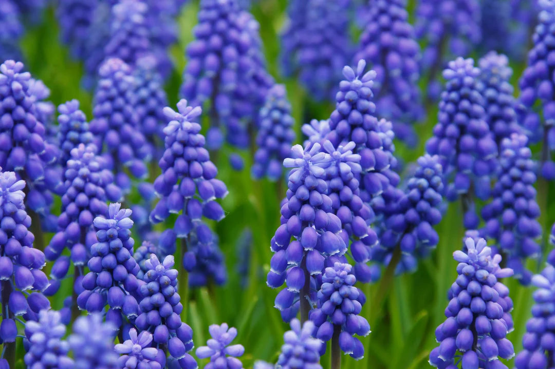 Blue Grape Hyacinth Super Sak Seeds