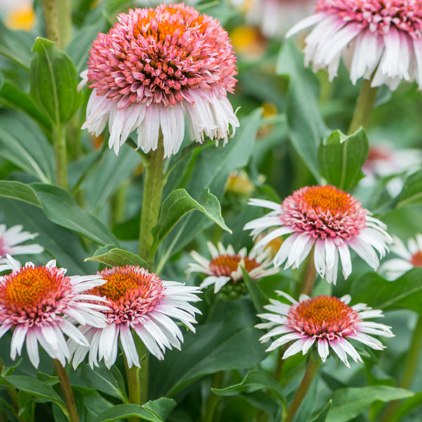 Strawberry & Cream Coneflower