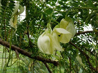 Sesbania Grandiflora Hummingbird Tree Seeds