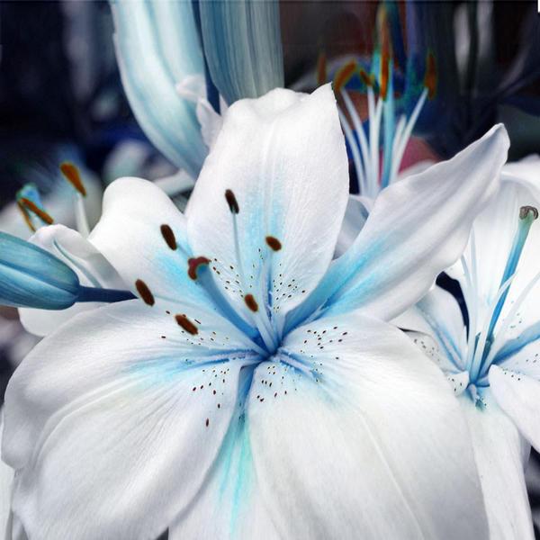 Blue Heart Lily Seeds Lily Flower Seeds For Home Garden