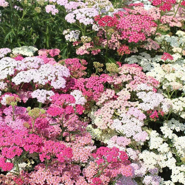 Summer? Pastels – Yarrow Seed