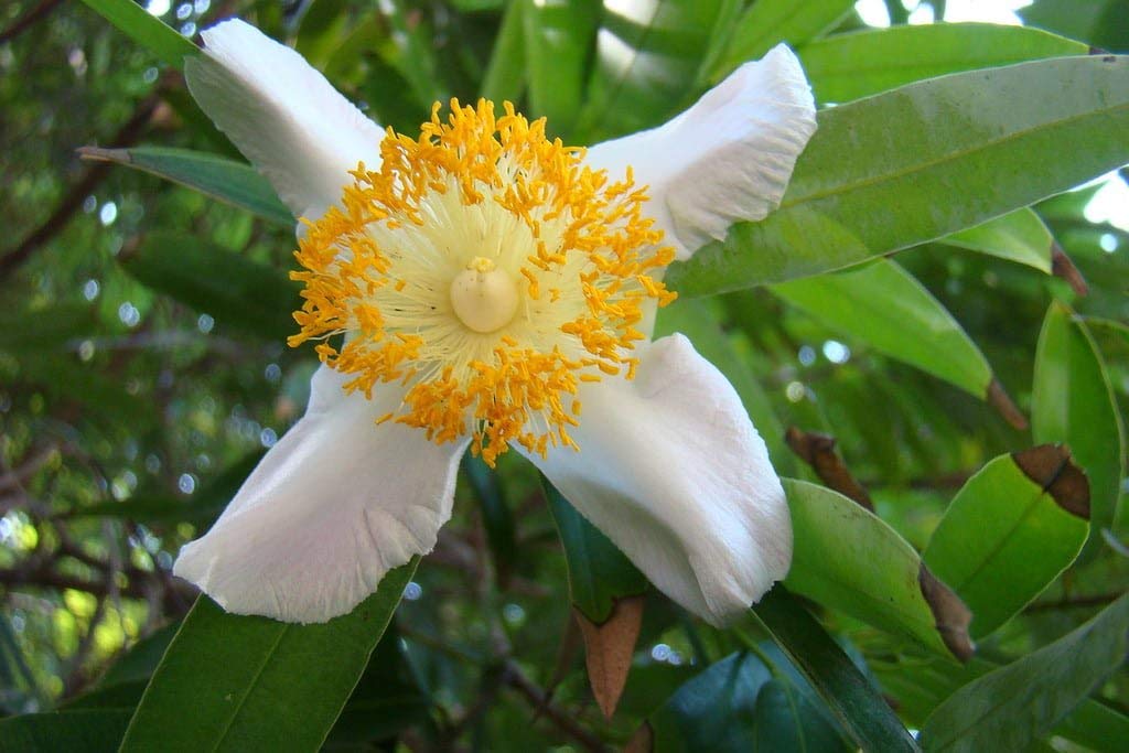 Mesua Ferrea Nagkeshar Seeds