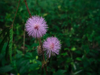 Mimosa Pudica Touch