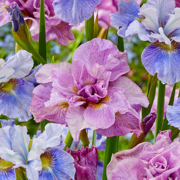 Tidal Twilight Siberian Iris Mixture