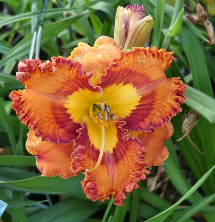 Euphoric Reblooming Daylily