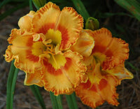 Mexican Fiesta Reblooming Daylily