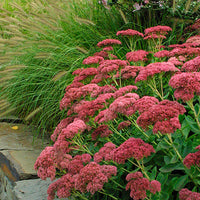 Autumn Joy Sedum