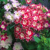 Phlox Twinkle Star Mixed Color Seeds