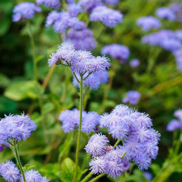 Tall Blue Planet – Ageratum Seed