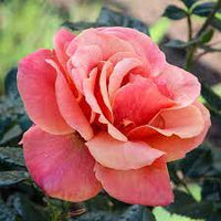 Anna's Promise Grandiflora Rose