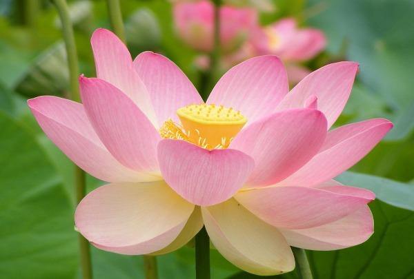 Nelumbo Nucifera Lotus Mixed Color Flower Seeds