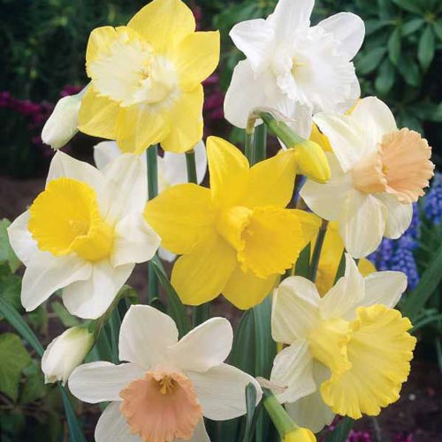 Trumpet Daffodil Collection Seeds