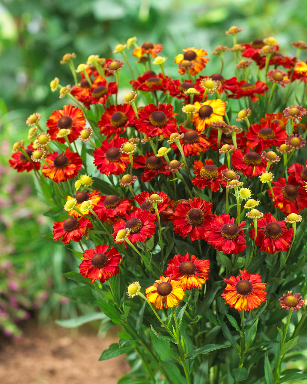 Hot Lava Helenium