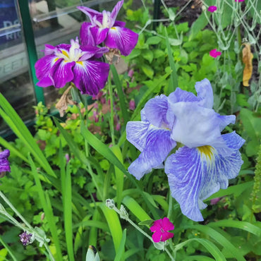 Dinner Plate Japanese Iris Mixture