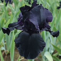 Black Is Black Bearded Iris