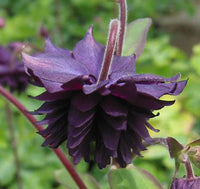 Black Barlow Columbine