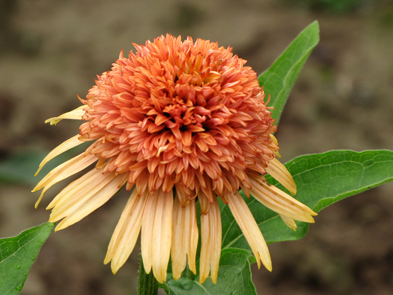 Supreme Cantaloupe Coneflower