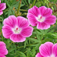 Elke Everblooming Hardy Geranium