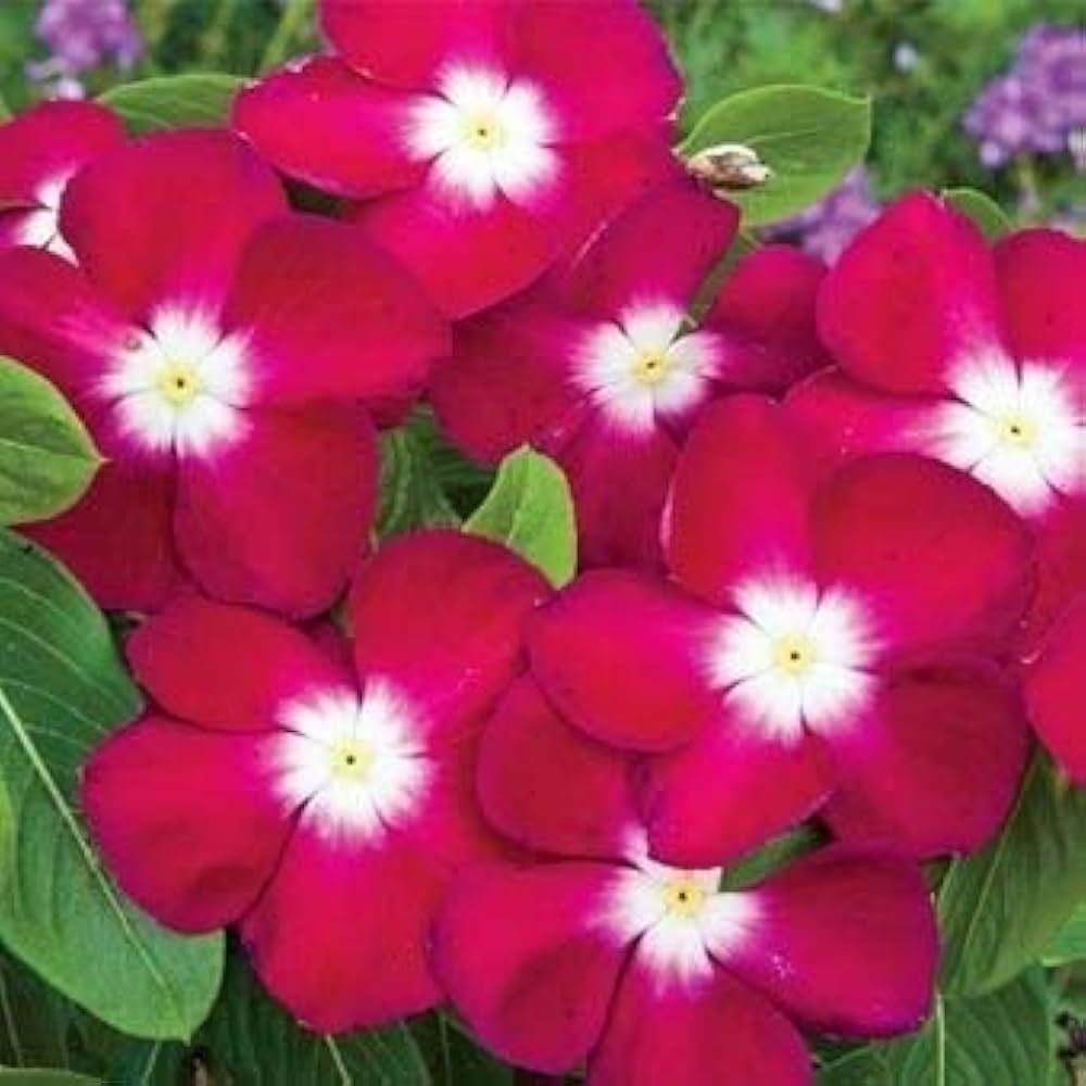 Nana Rose Flower Seeds