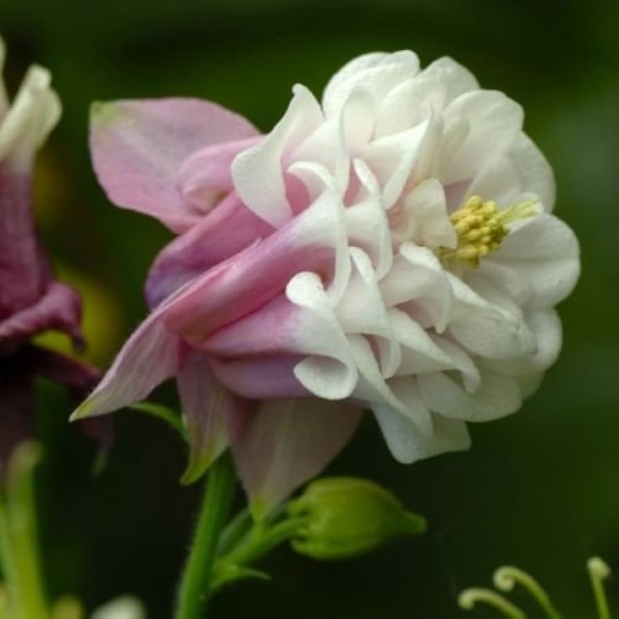 Wholesale Authentic Petticoat Columbine Aquilegia Flower Seeds