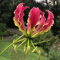 Gloriosa Superba Seeds