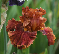 Chestnuts Roasting Bearded Iris