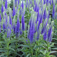 Ulster Dwarf Blue Speedwell