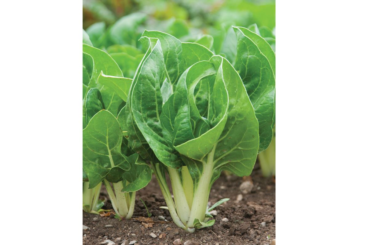 Barese – Swiss Chard Seed