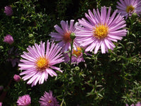 Zwergenhimmel Daisy Aster