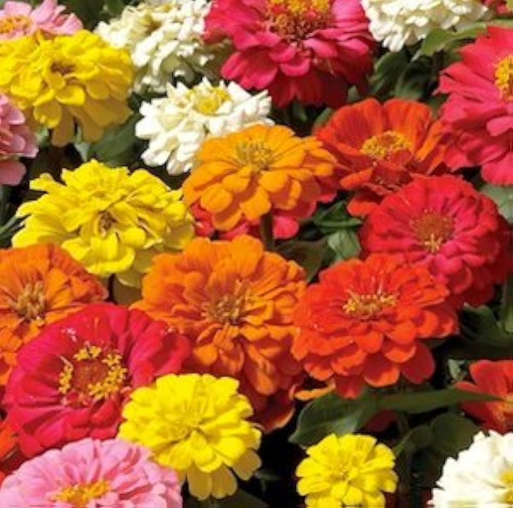 Zinnia Mixed Color Flower Seeds