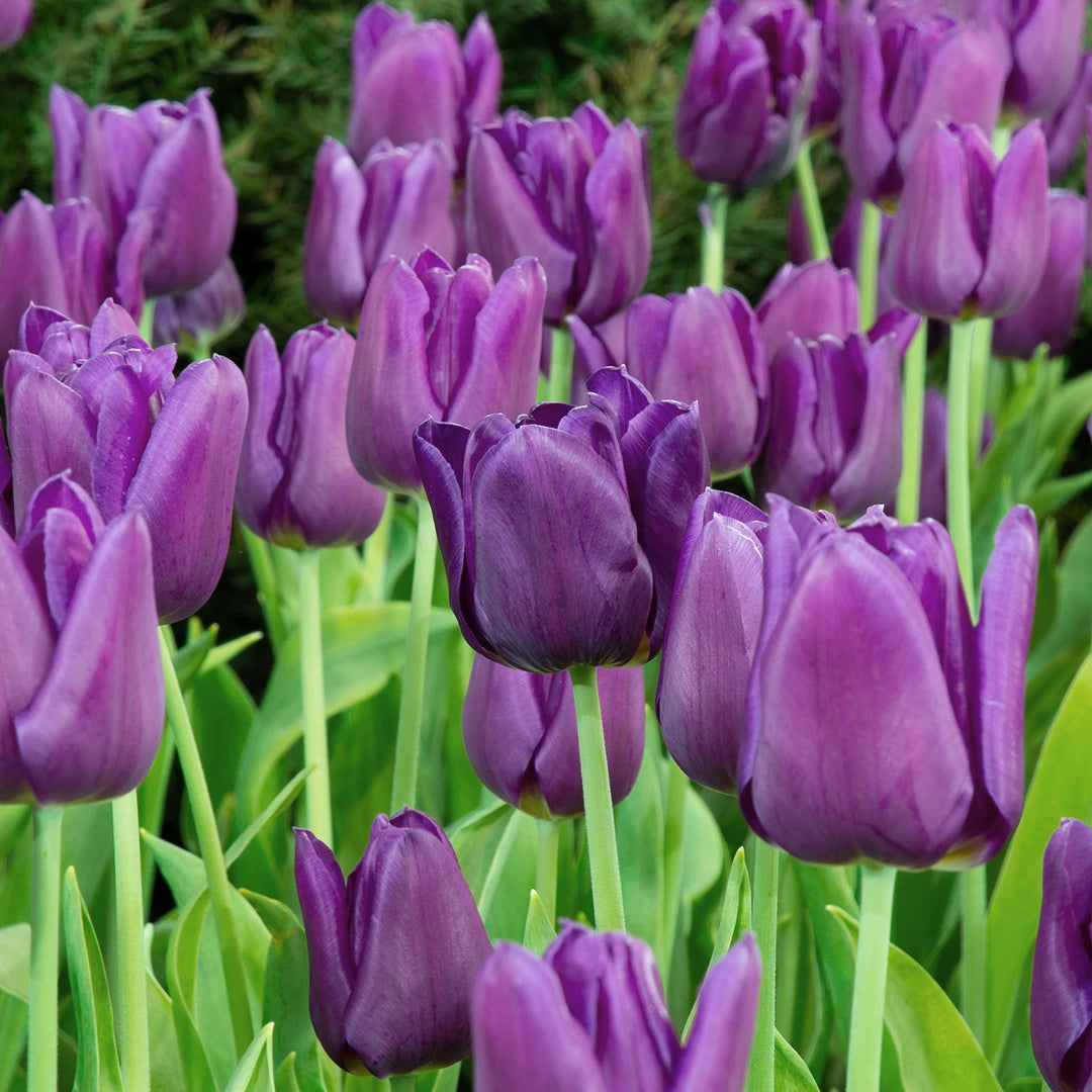 Bleu Aimable Tulip Seeds