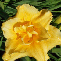 Double Talk Reblooming Daylily