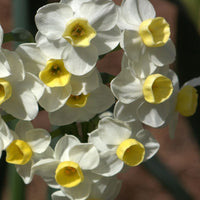 Avalanche Daffodil Seeds