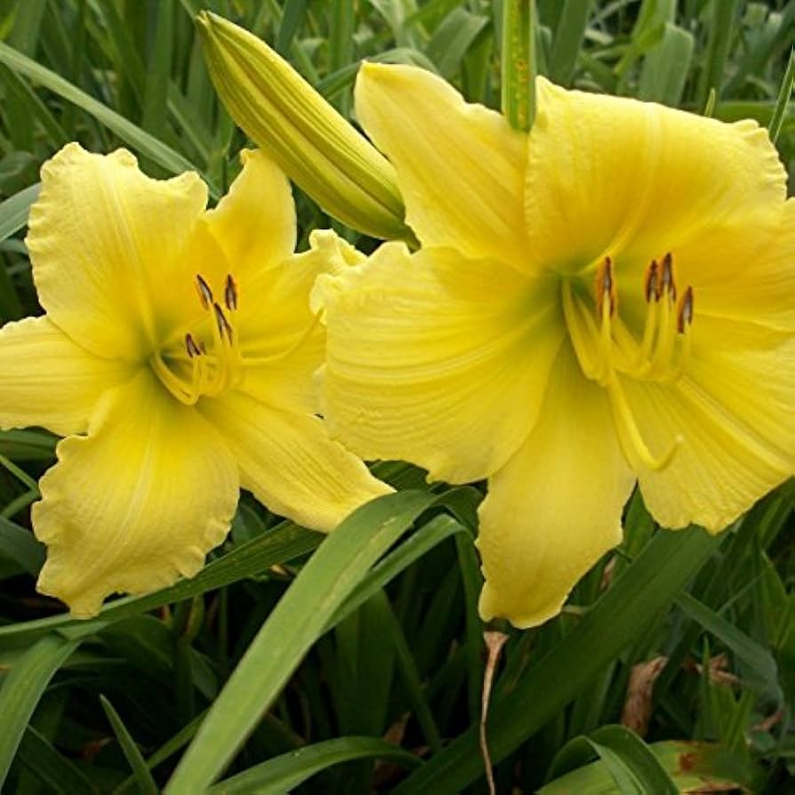 Big Time Happy Reblooming Daylily