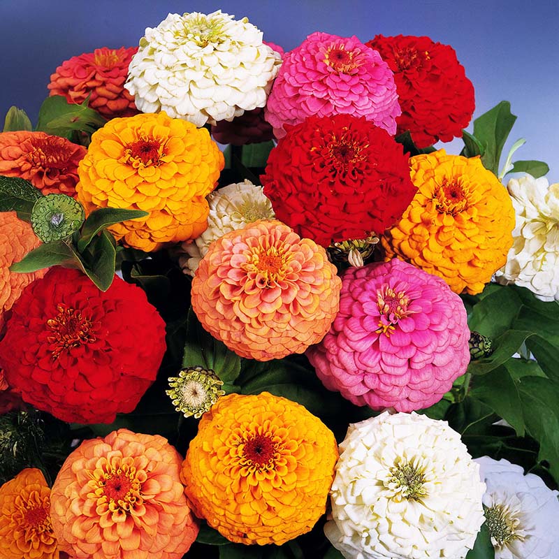 Oklahoma Formula Mix Improved Zinnia