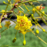 Parkinsonia Aculeata Palo Verde Tree Seeds