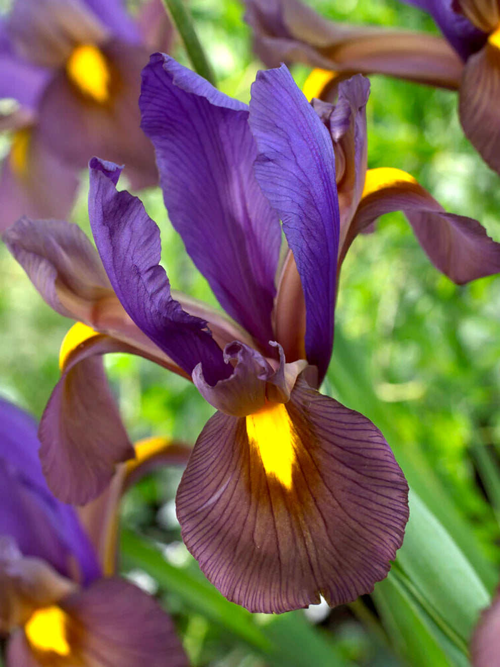 Tiger Dutch Iris Mixture Seeds