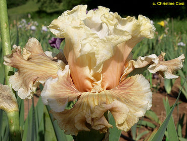 Australian Rose Bearded Iris