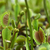 PROMOTION Plant Seeds Giant Clip Venus Flytrap Seeds