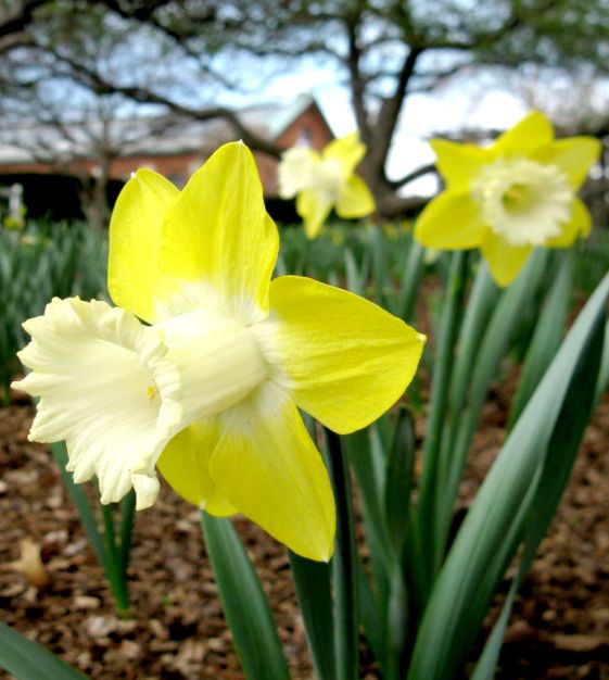 Teal Daffodil Seeds