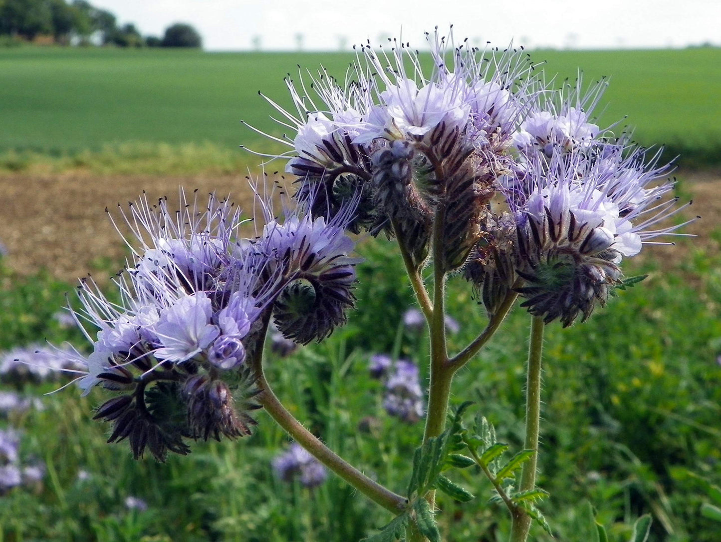 New Rare 100 Phacelia Lacy Phacelia Tanacetifolia Bulk Flower Se