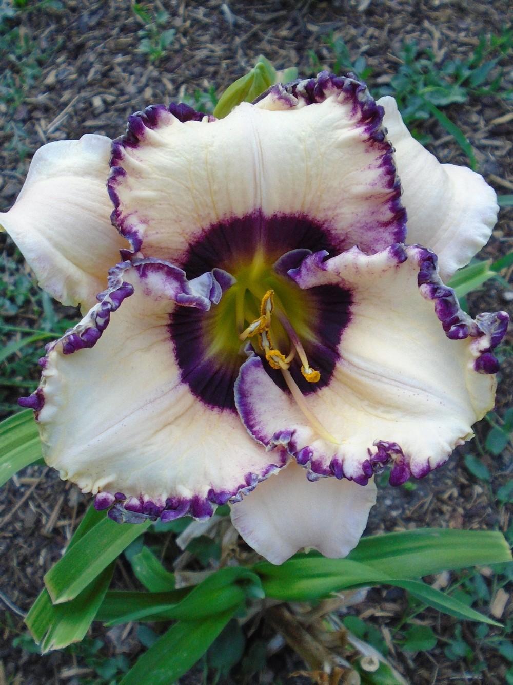 Frosty Elegance Daylily