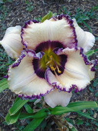 Frosty Elegance Daylily