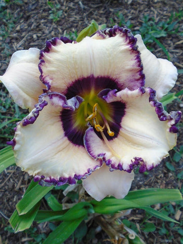 Frosty Elegance Daylily